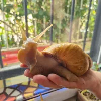 حراج حلزون آپاچینا تخم گذار