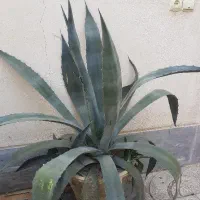 گل آگاو