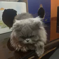 واگذاری گربه پرشین اسکاتیش