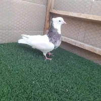 کبوتر