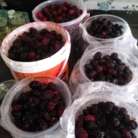 شاتوت تازه به شرط شیرین خوش طعم