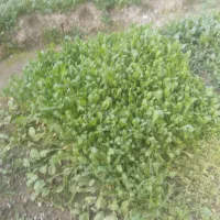 کشنده ماک