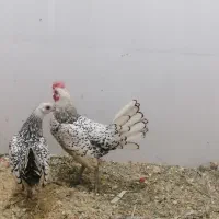 مرغ وخروس سیبرایت