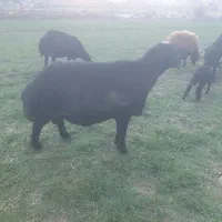 قوچ بیزش چهاردندان