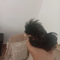 جوجه ۳ماهه لهستانی