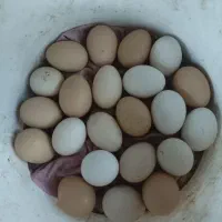 تخم لاری نطفه دار