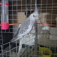 عروس هلندی مرواریدی ماده