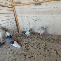 کفتر کبوتر