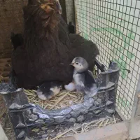 تخم مرغ نطفه دار مرندی گلین لری
