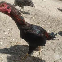 خورس جوان