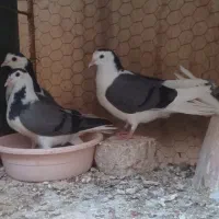 کبوتر دمگیر خرقه کفتر