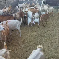 بز شیرا