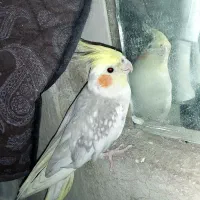 عروس هلندی نر