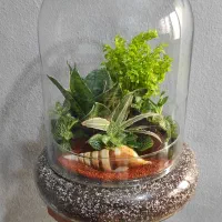 تراریوم تک و عمده ، ویژه ولنتاین.