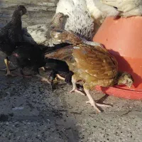 جوجه محلی کرچ شو