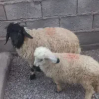 بره|حیوانات مزرعه|کرمان, |دیوار