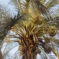 باغبانی