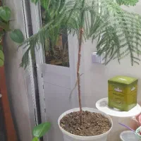 گل برگ سوزنی و قلمه پتوس