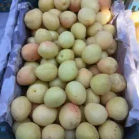 کشته زردآلو