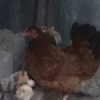 یک مرغ و شش جوجه