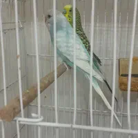 مرغ عشق