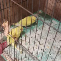 مرغ عشق|پرنده|شیراز, شهرک گلستان شمالی|دیوار