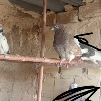 کفتر