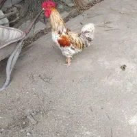 ۱خروس خوش رنگ آیسبار و ۱خروس پاپری