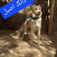 واگذاری سگ سرابی