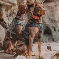 واگذاری توله دوبرمن اصیل تیپ ارو پایی