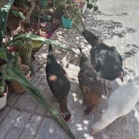 جوجه محلی