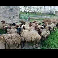 حیوانات مزرعه،گوسفند،بره