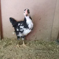 مرغ و جوجه مرغ گلین پنگوئنی