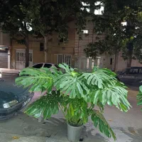 گل مانسترا و فیکوس و امستر و