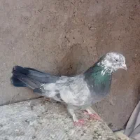 کفتر اصفهانی نر