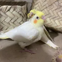 جوجه عروس هلندی لوتینو