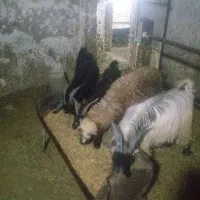 بره بزغاله نر وبز چاق