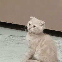 بچه گربه