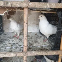 یک جفت کبوتر جوجه کشی