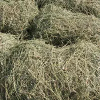 یونجه  باغ بزرگ