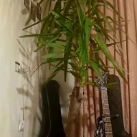 گل یوکا ۳ متری شاداب و ۵ ساله