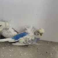 مرغ عشق عروس هلندی