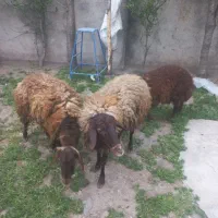 گوسفند برای نگهداری و قربانی نر وماده
