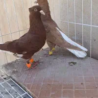 تعدادی رنگه آس