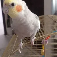 عروس هلندی گم شده