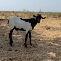 بز صلاله گوسفند بره قوچ
