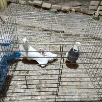 جفت طوقی با جوجه