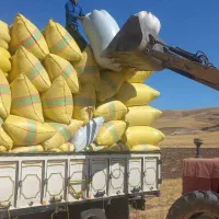 فروش کاه تازه تحویل فوری