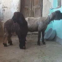 میش زاییده