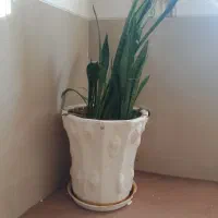 گلدون با گل سانسوریا